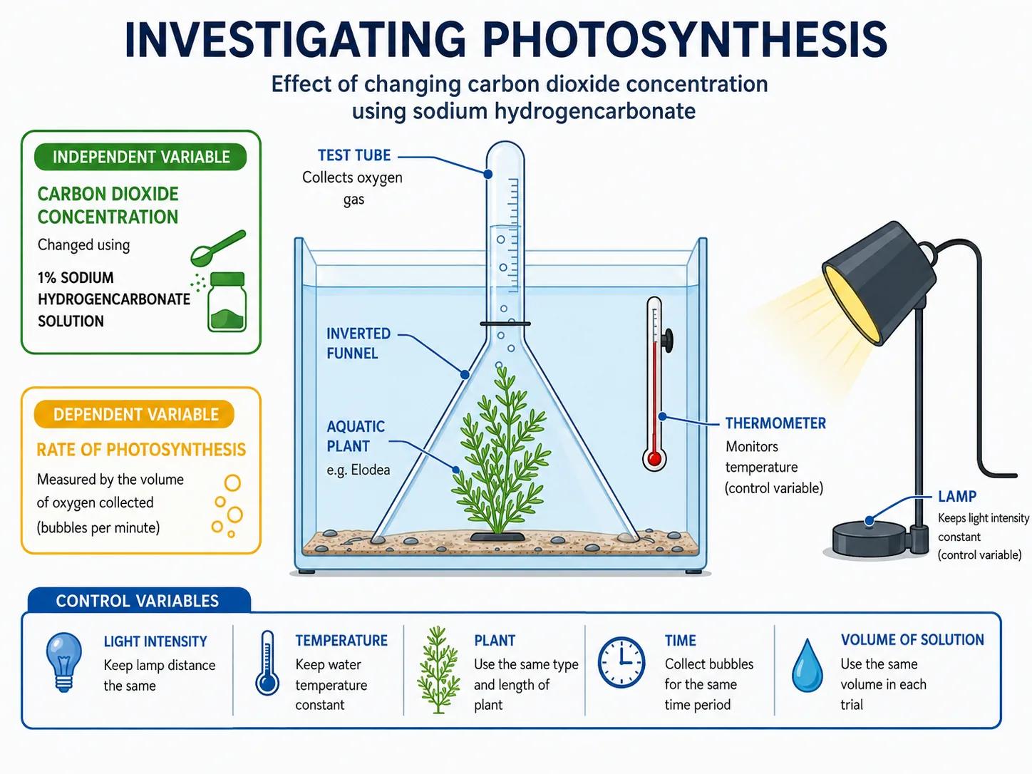 Investigating Photosynthesis — 2D Simulation