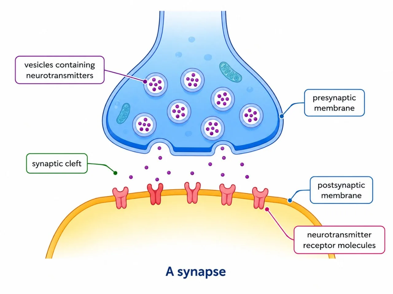 A synapse: vesicles, neurotransmitter, receptors