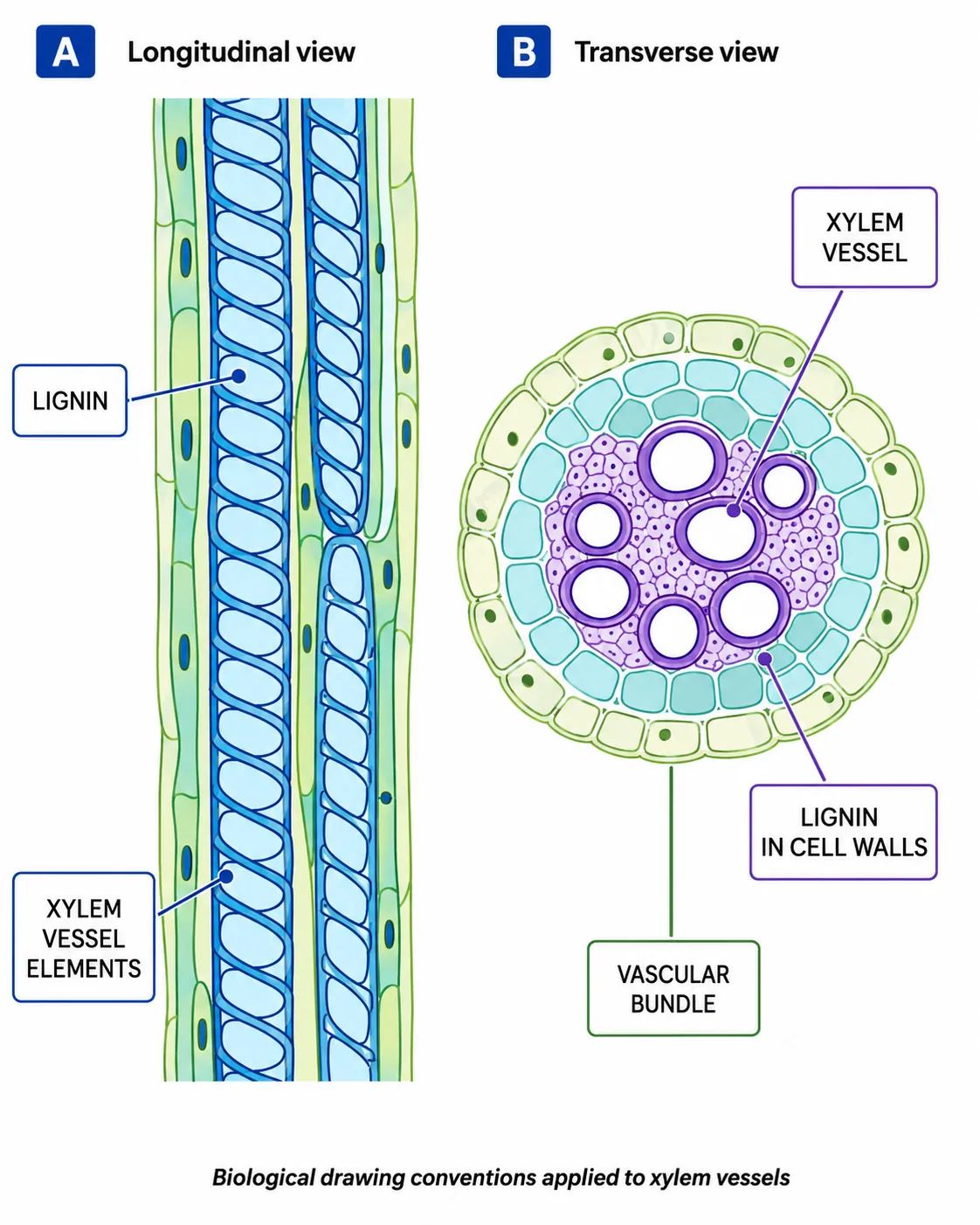 Xylem vessels — longitudinal & transverse