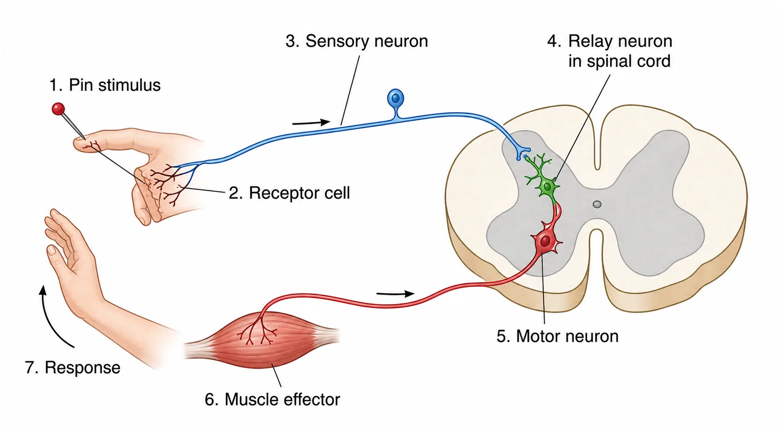Reflex arc: pin stimulus through spinal cord to muscle response