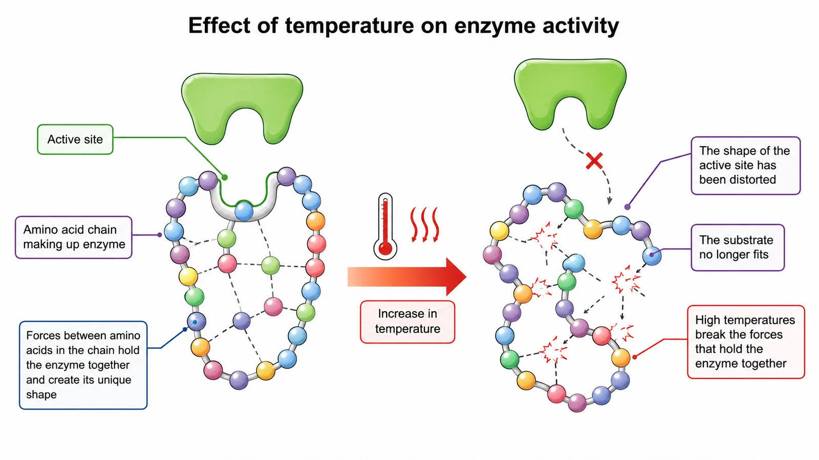 Effect of high temperature on enzyme shape and active site