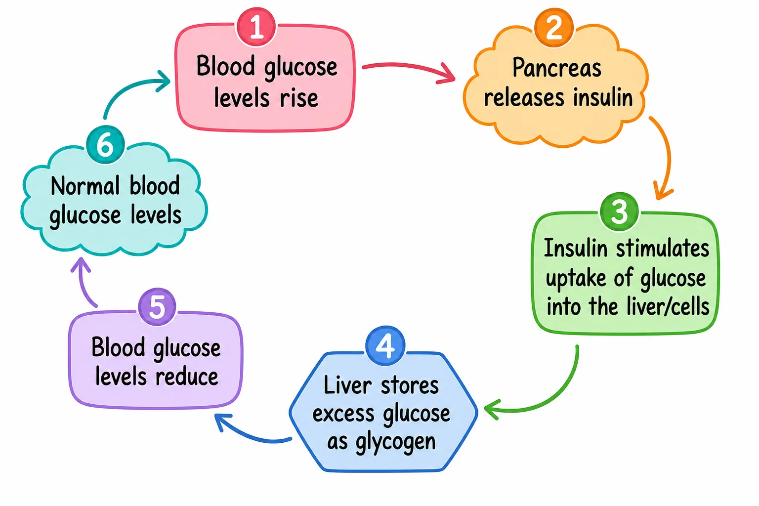 Blood glucose control: insulin and glycogen