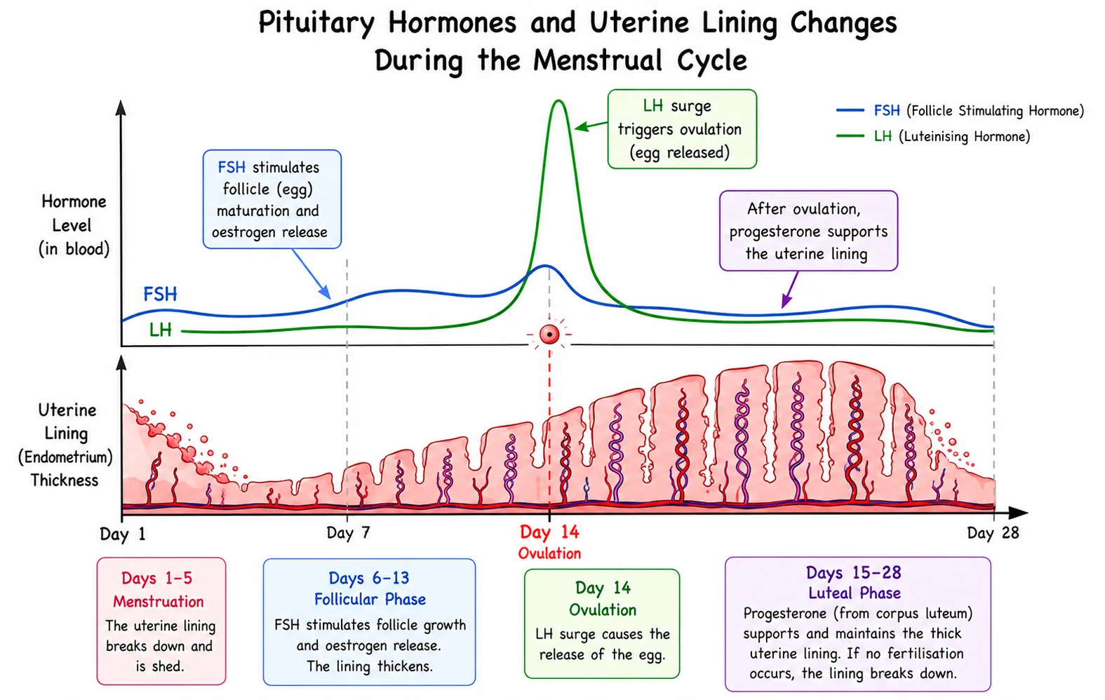 Pituitary hormones and uterine lining changes (FSH, LH)