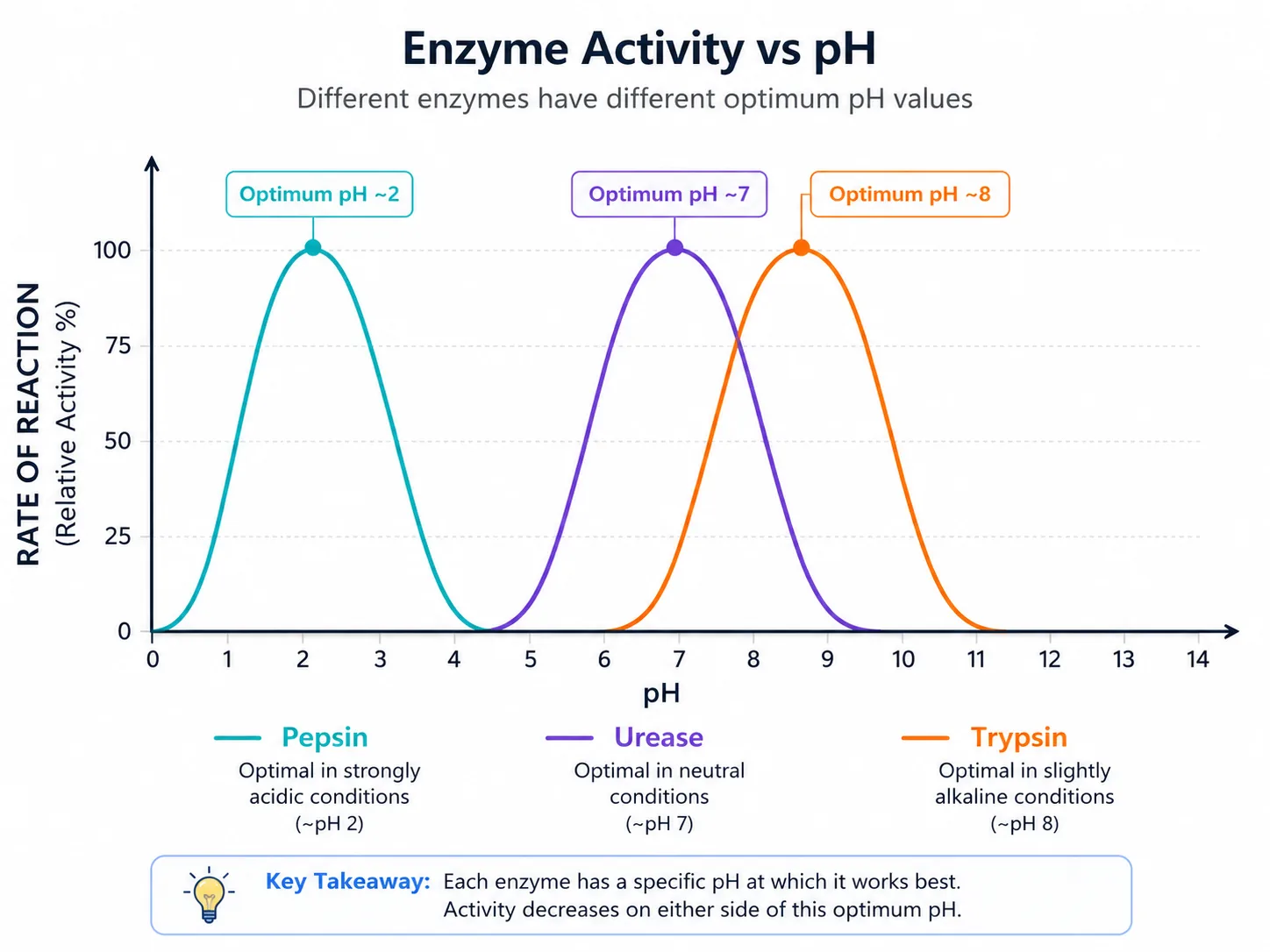 r047-effect-of-ph-on-enzyme-activity