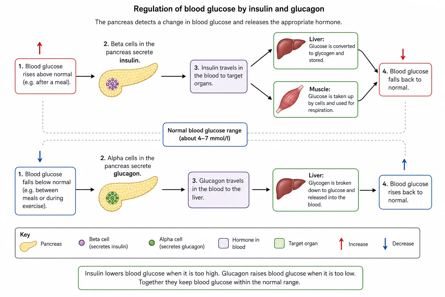 Regulation of blood glucose by insulin and glucagon
