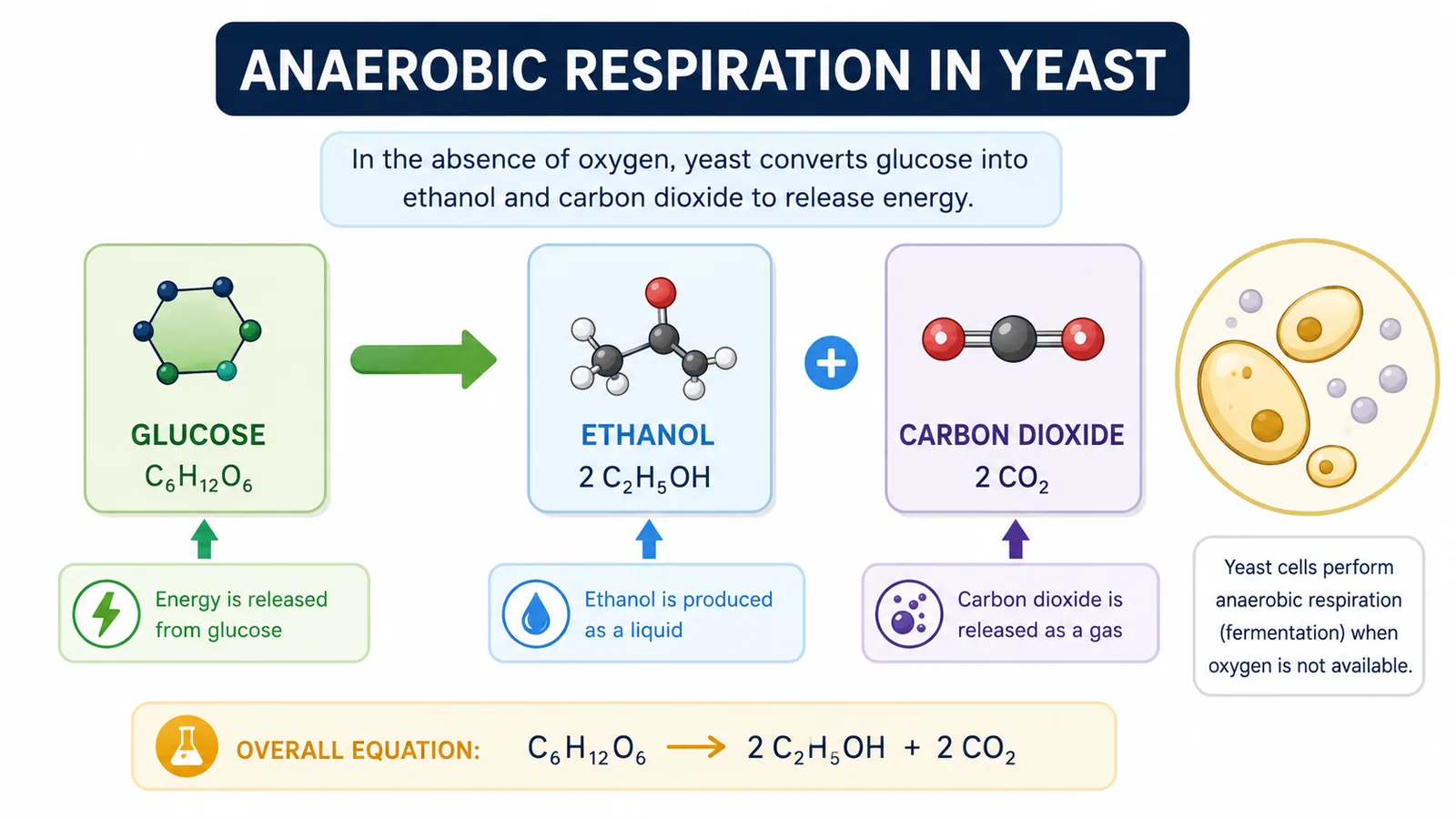 Anaerobic Respiration in Yeast