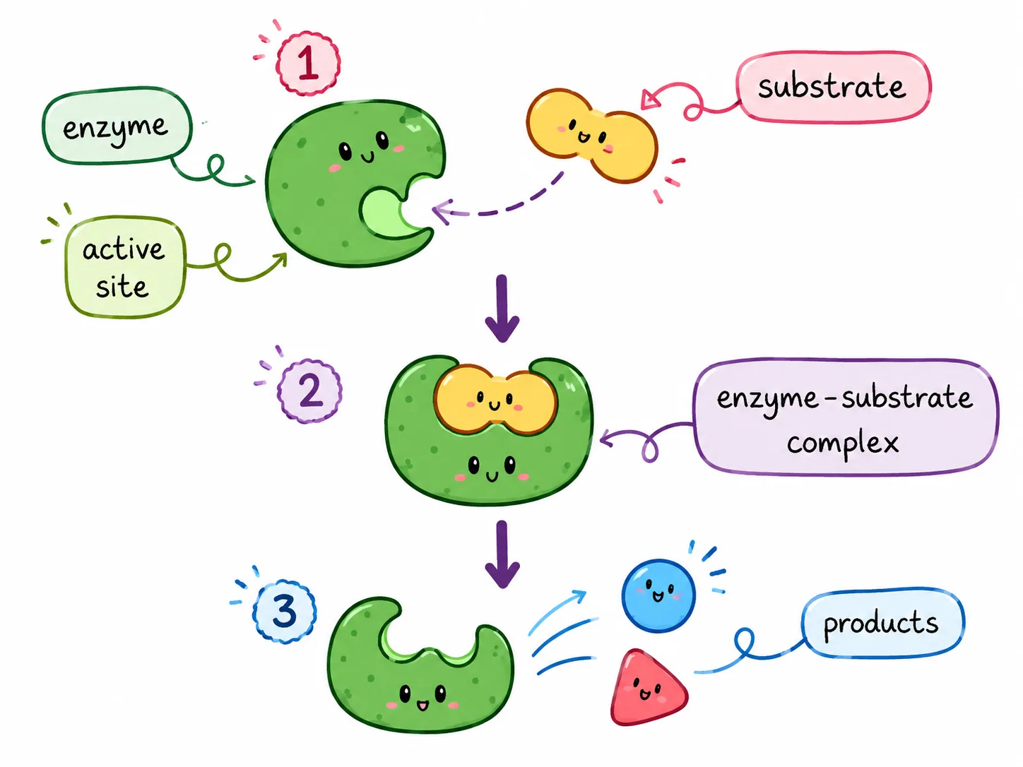 r058-enzyme-action-lock-and-key