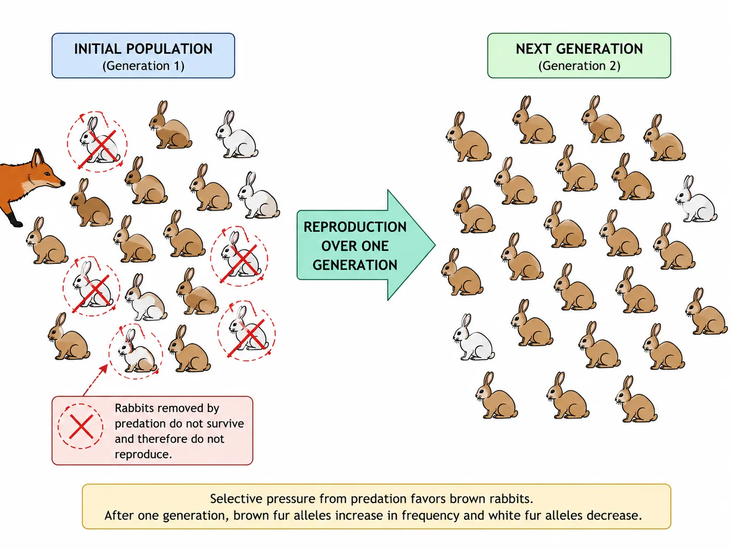 Natural selection in rabbits (predation and fur colour)