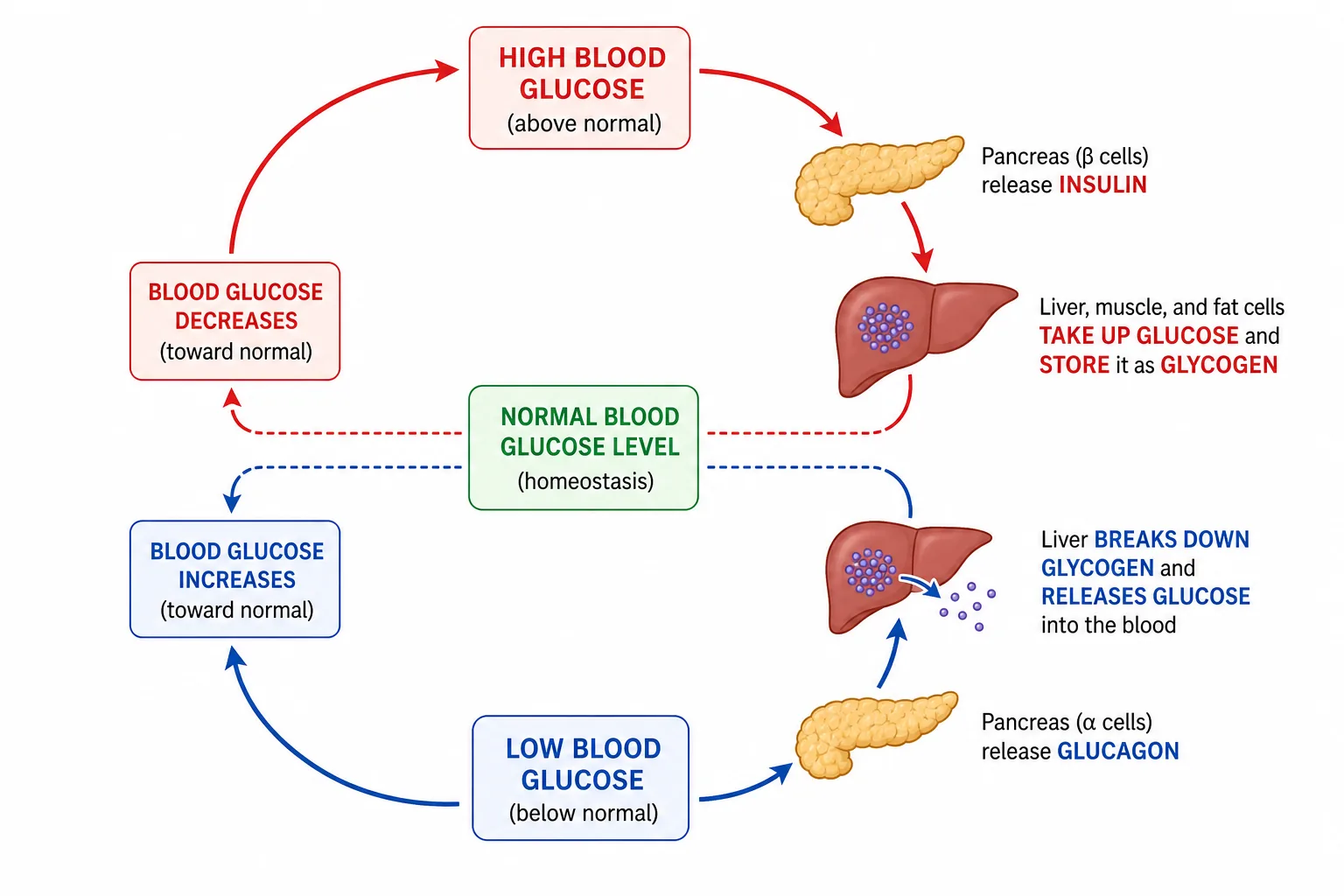 Control of Blood Glucose