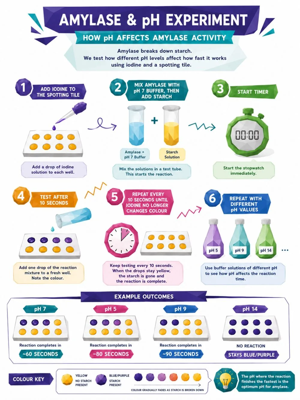 Amylase and pH experiment