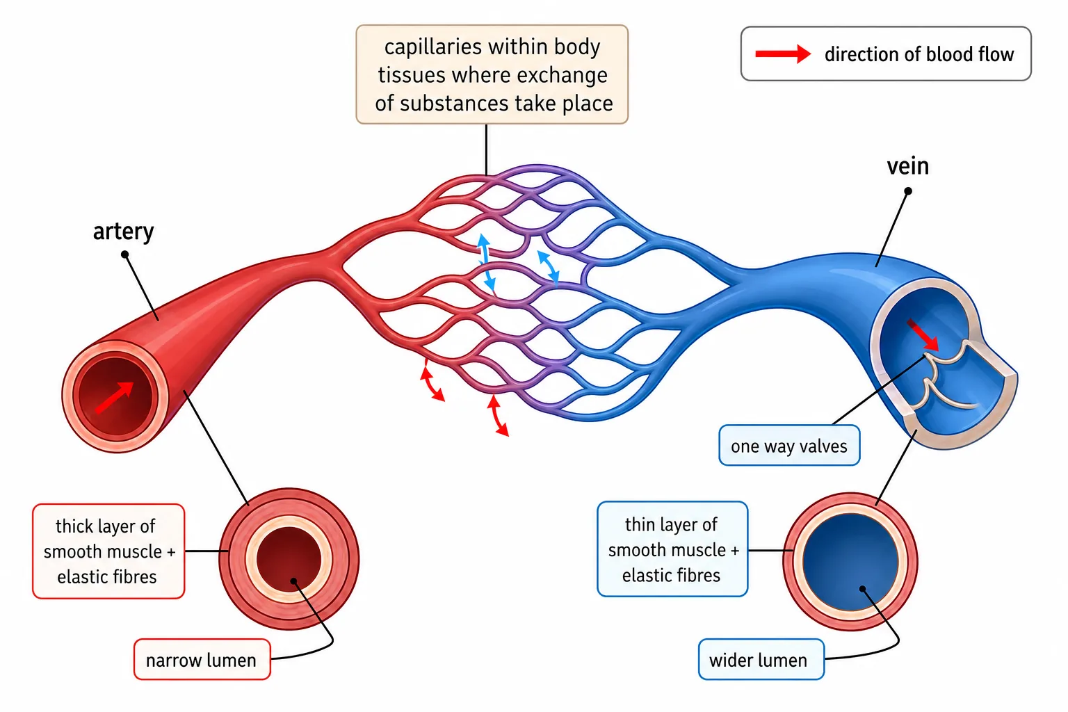 Blood Vessels