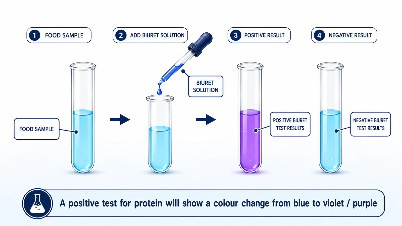 Biuret Test – Protein Detection Simulation