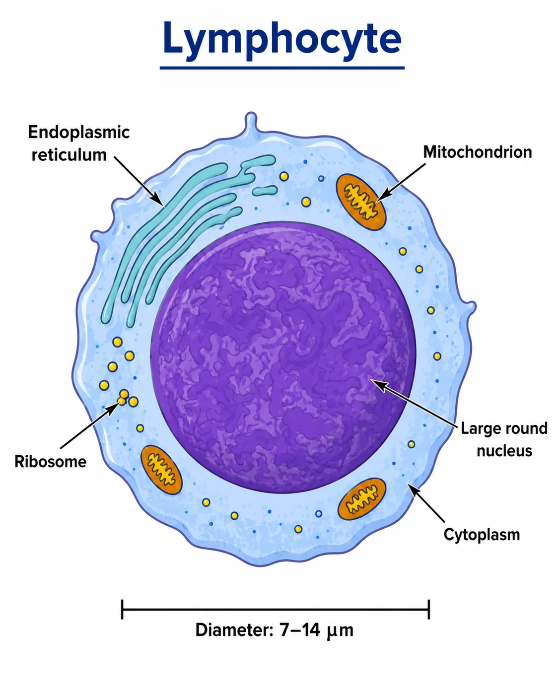 Lymphocyte
