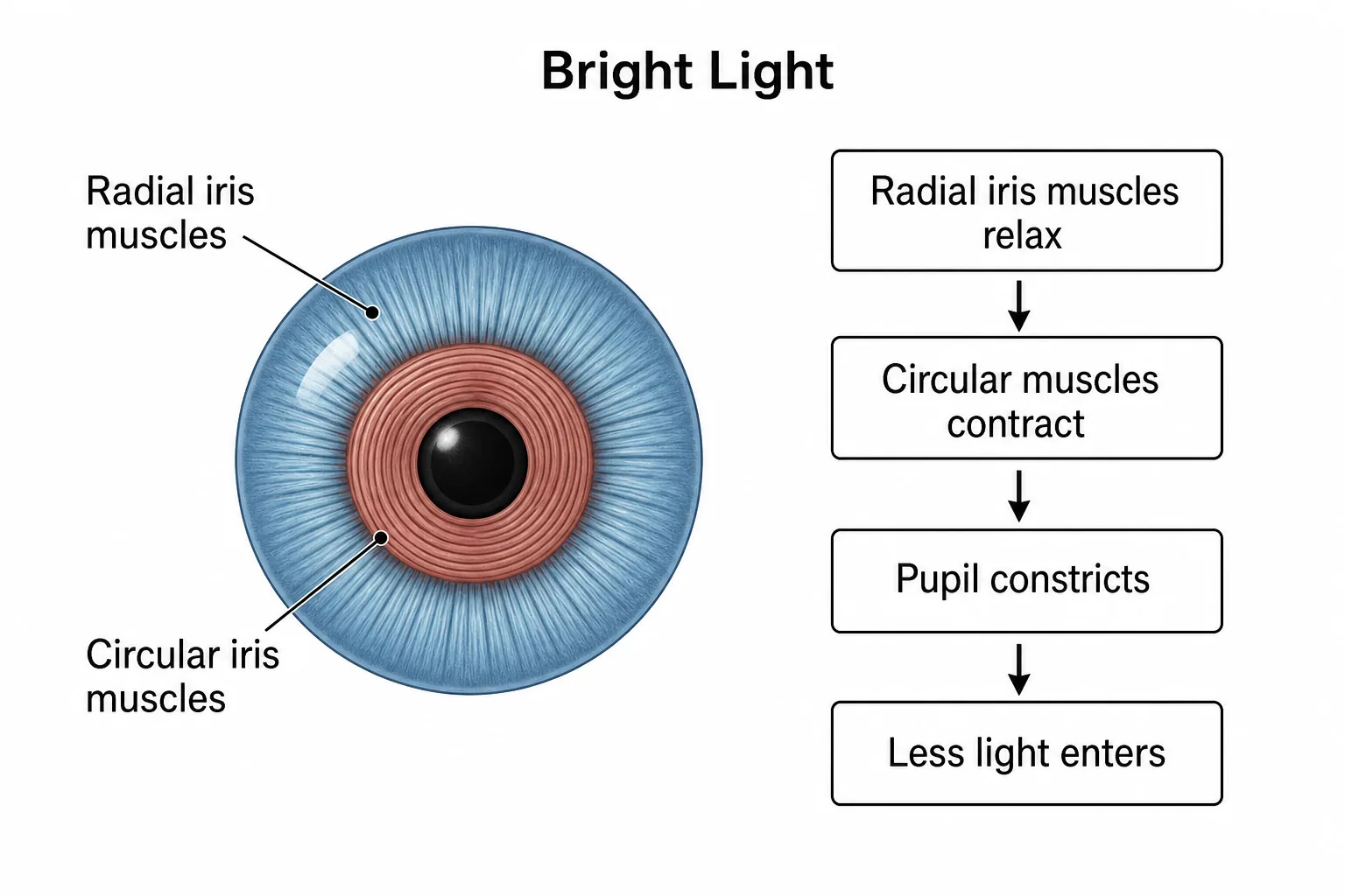 Bright Light — Interactive Biology Diagram