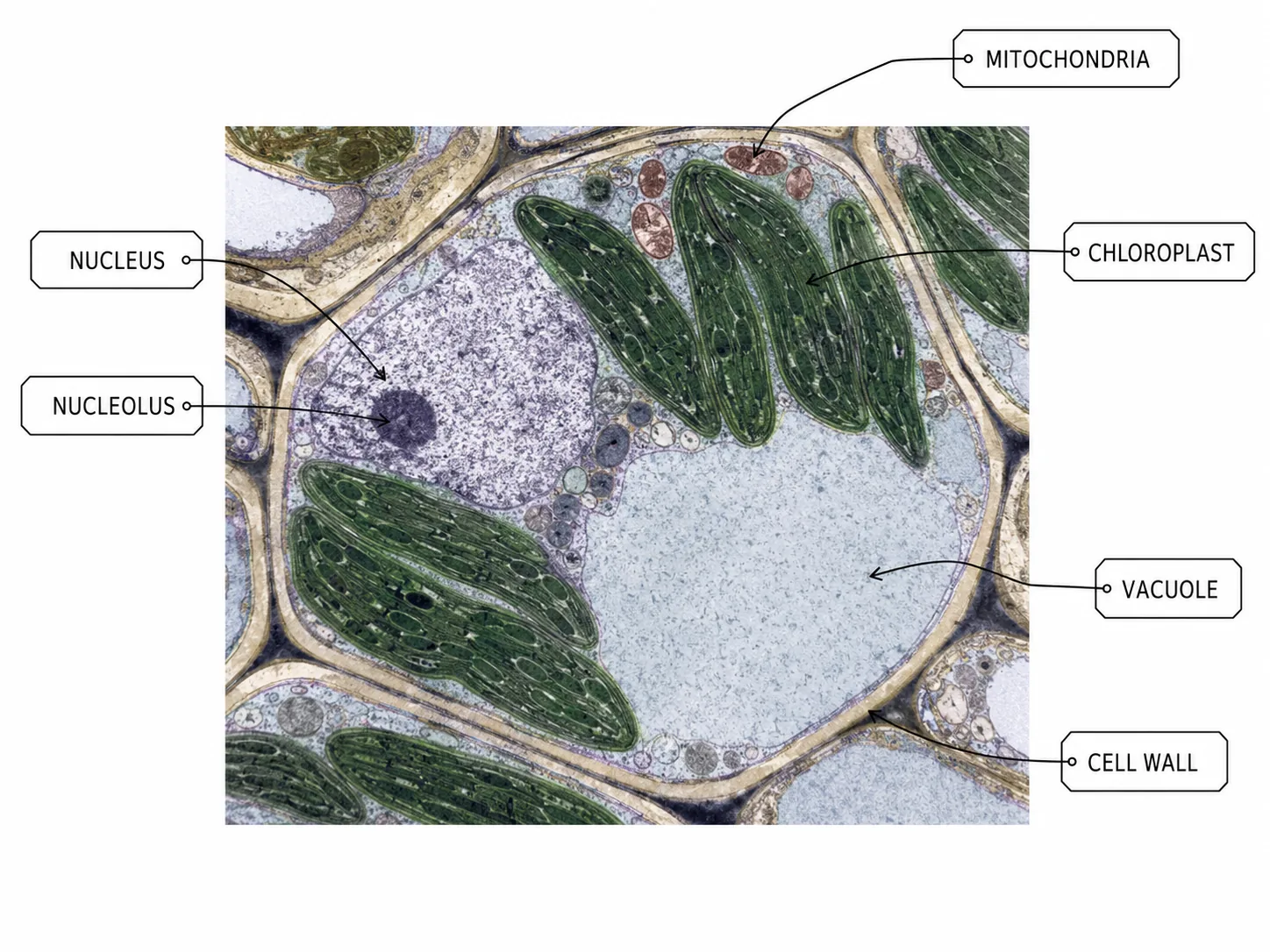 Coloured TEM of a plant cell with organelles labelled
