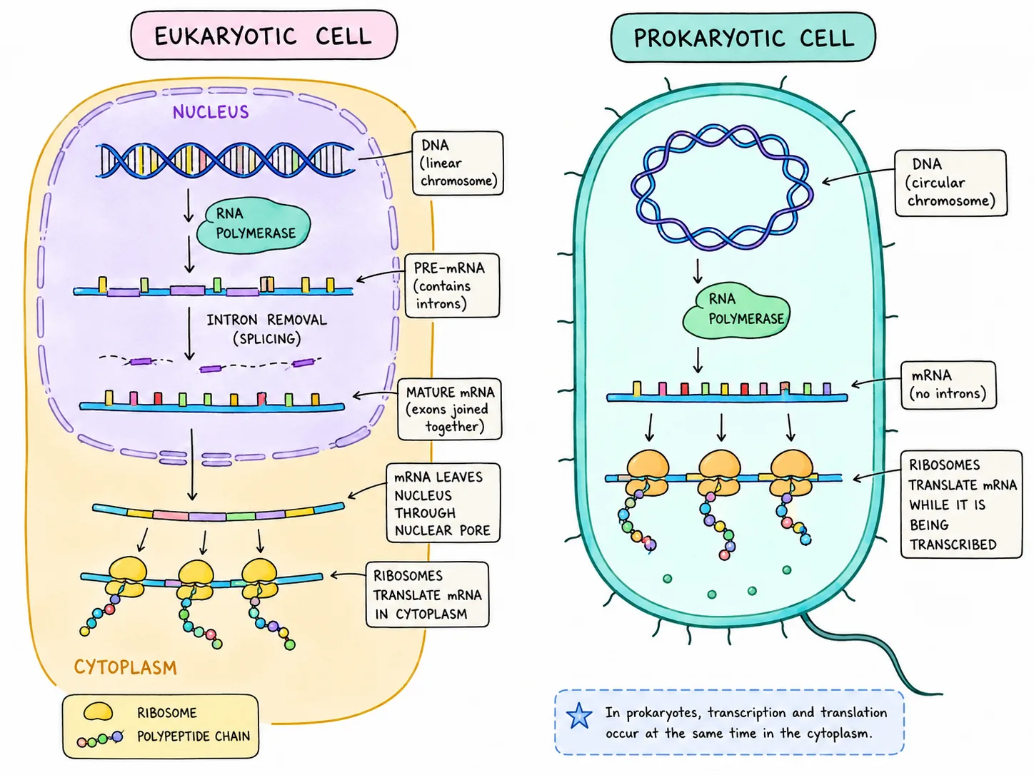 Eukaryotic and Prokaryotic Gene Expression