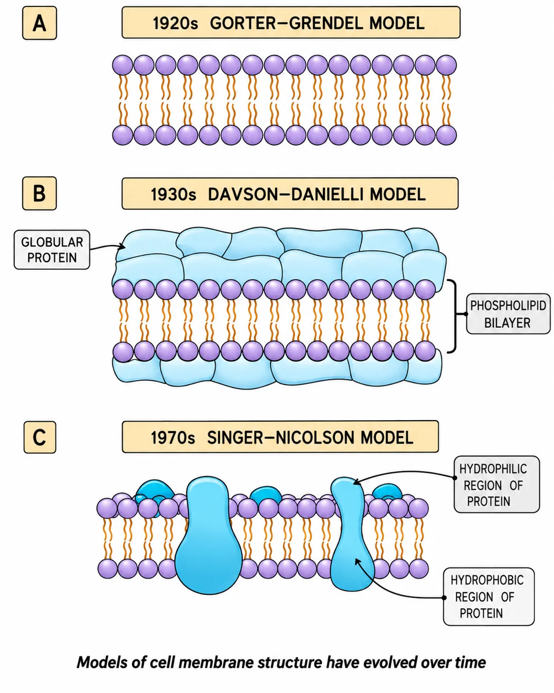 Evolution of Cell Membrane Models — Animated Simulation