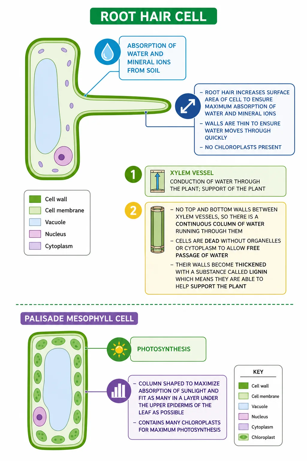 Root hair cell and palisade mesophyll cell