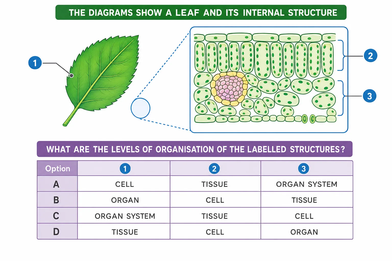 Leaf and internal structure: levels of organisation question