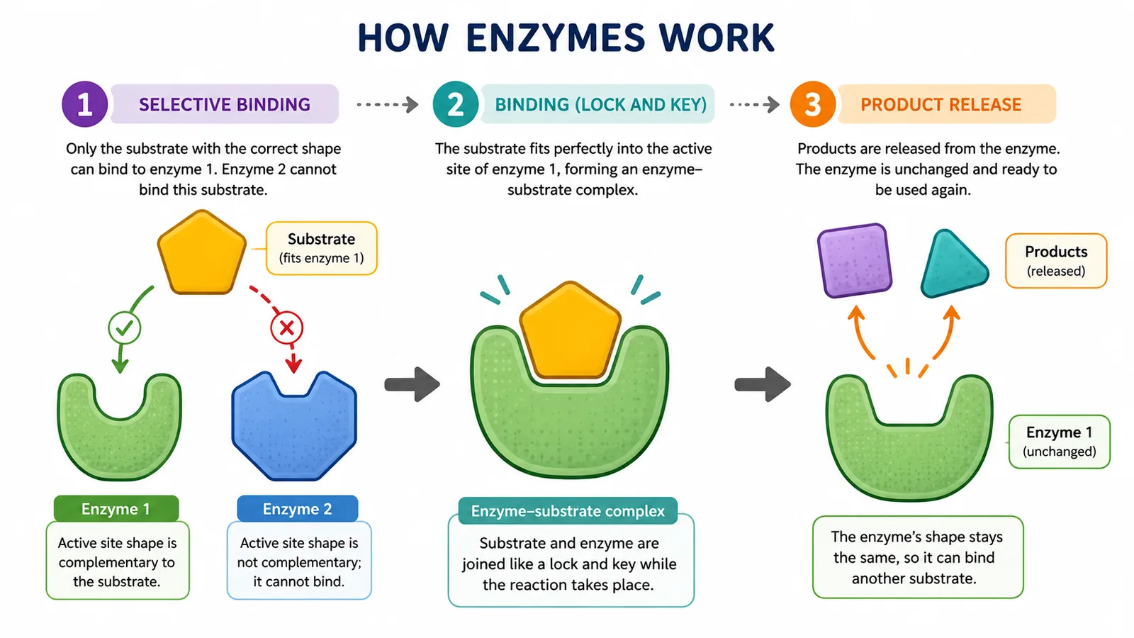 How enzymes work (lock and key stages)