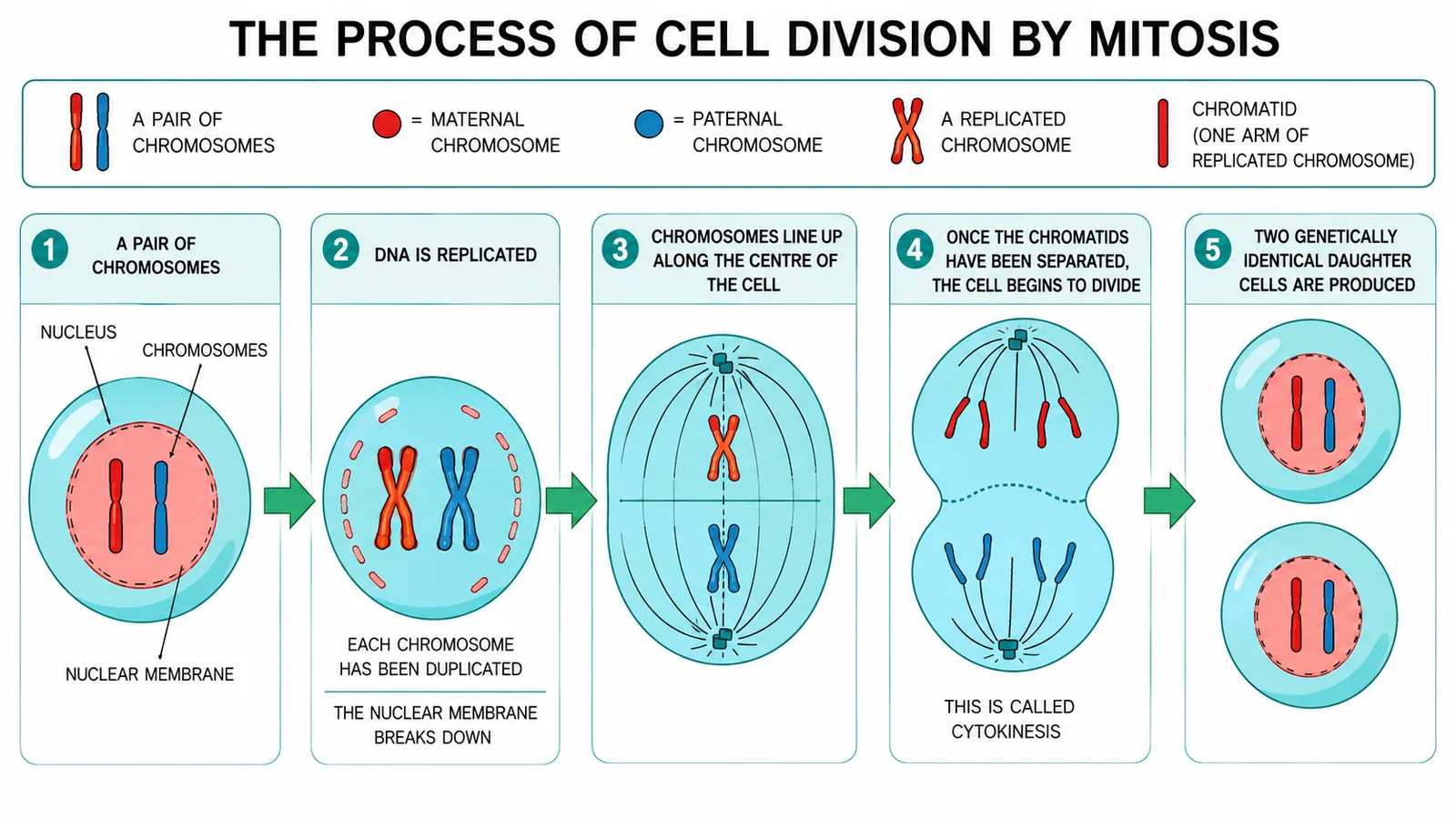 Cell division by mitosis in five labelled steps