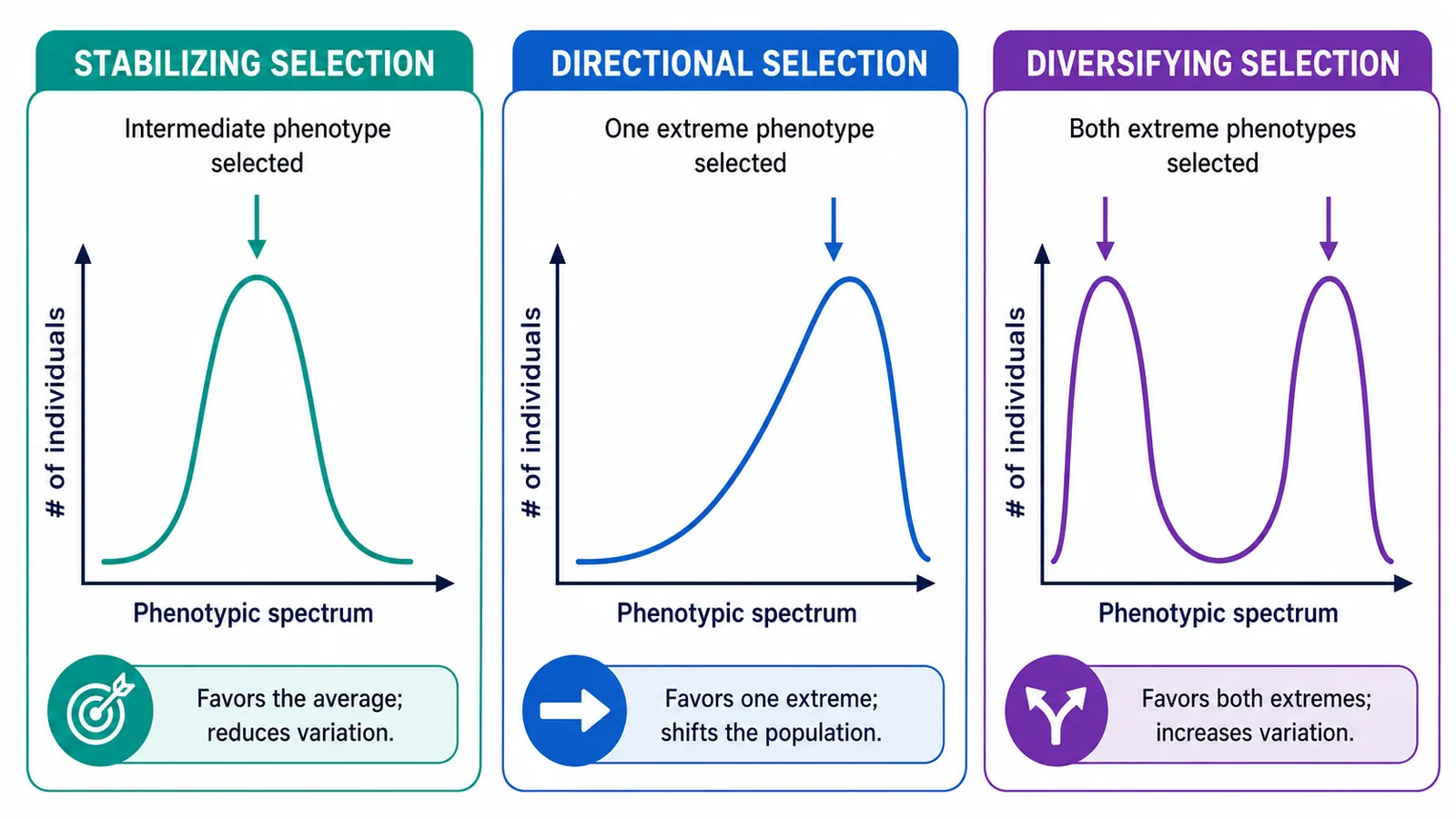 natural selection types