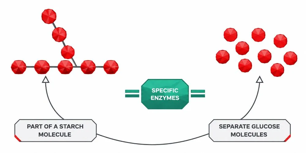 Enzyme breaks starch into glucose