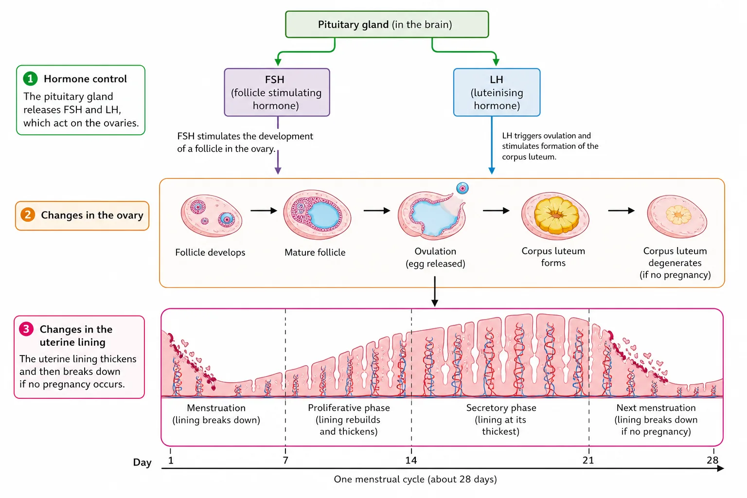 Hormone control of the ovary and uterine lining over 28 days