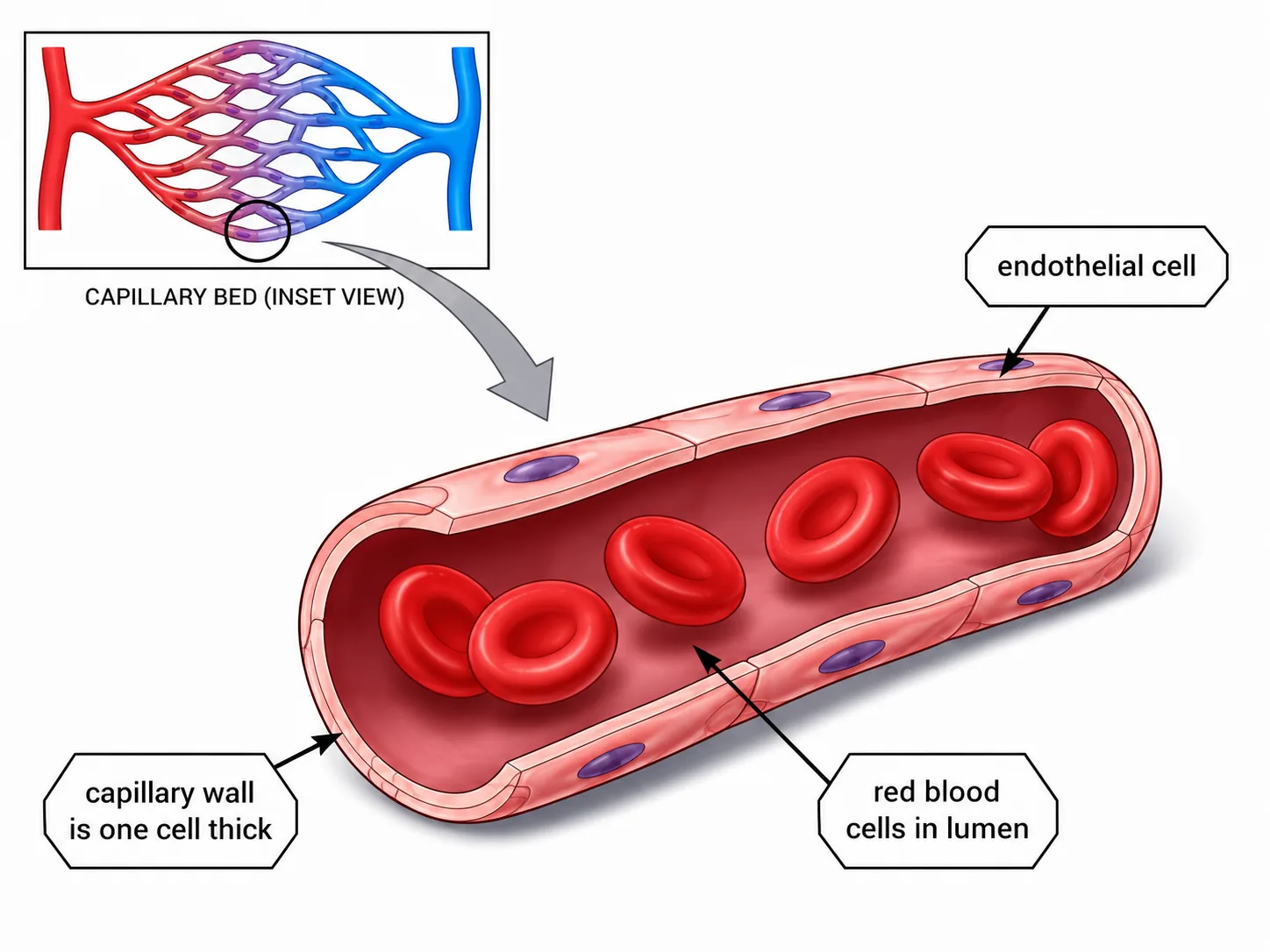 Capillary structure