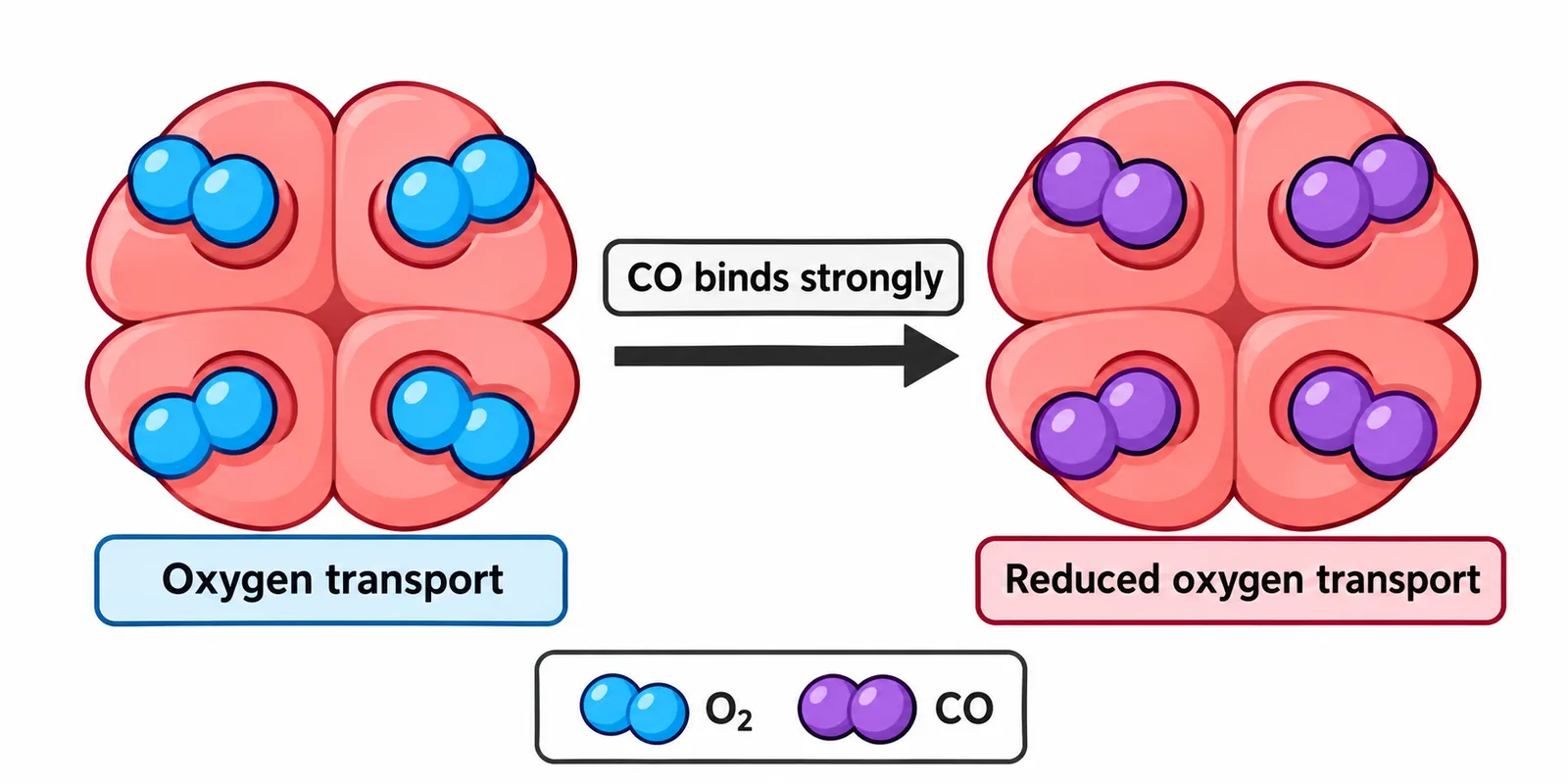 haemoglobin carbon monoxide