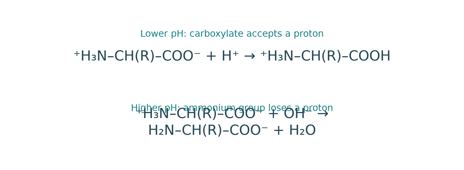 amino acid acid base ions