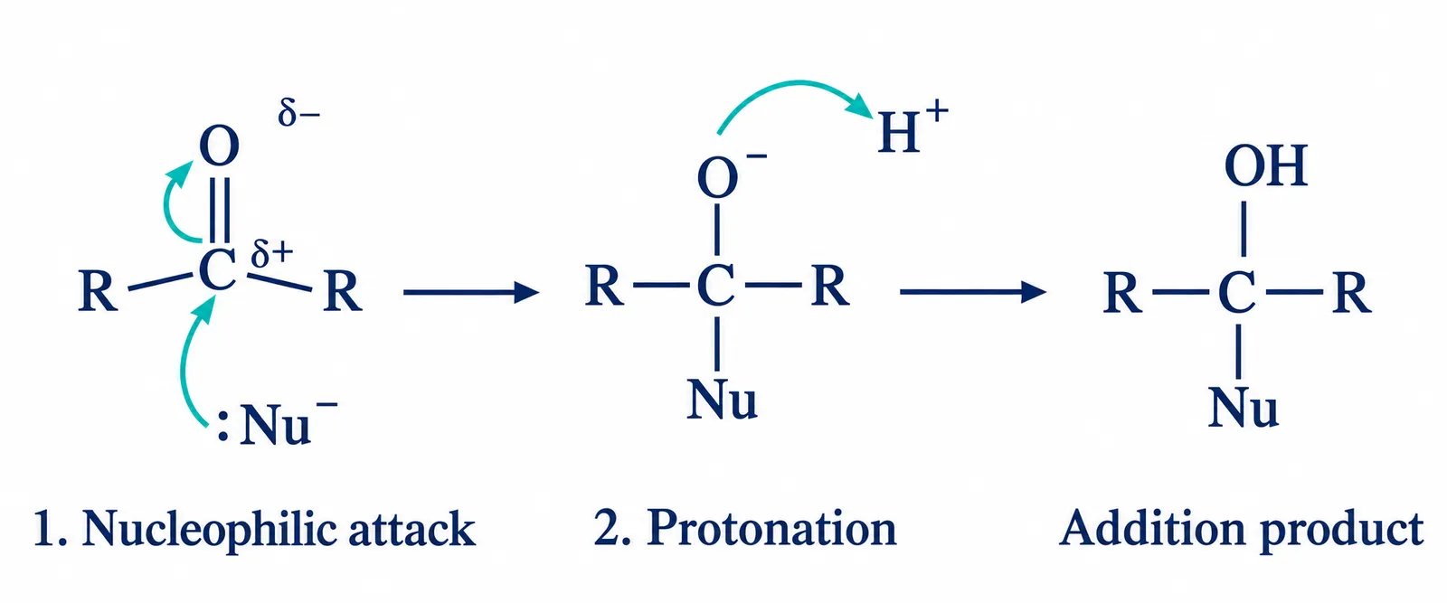 Carbonyl nucleophilic addition and protonation