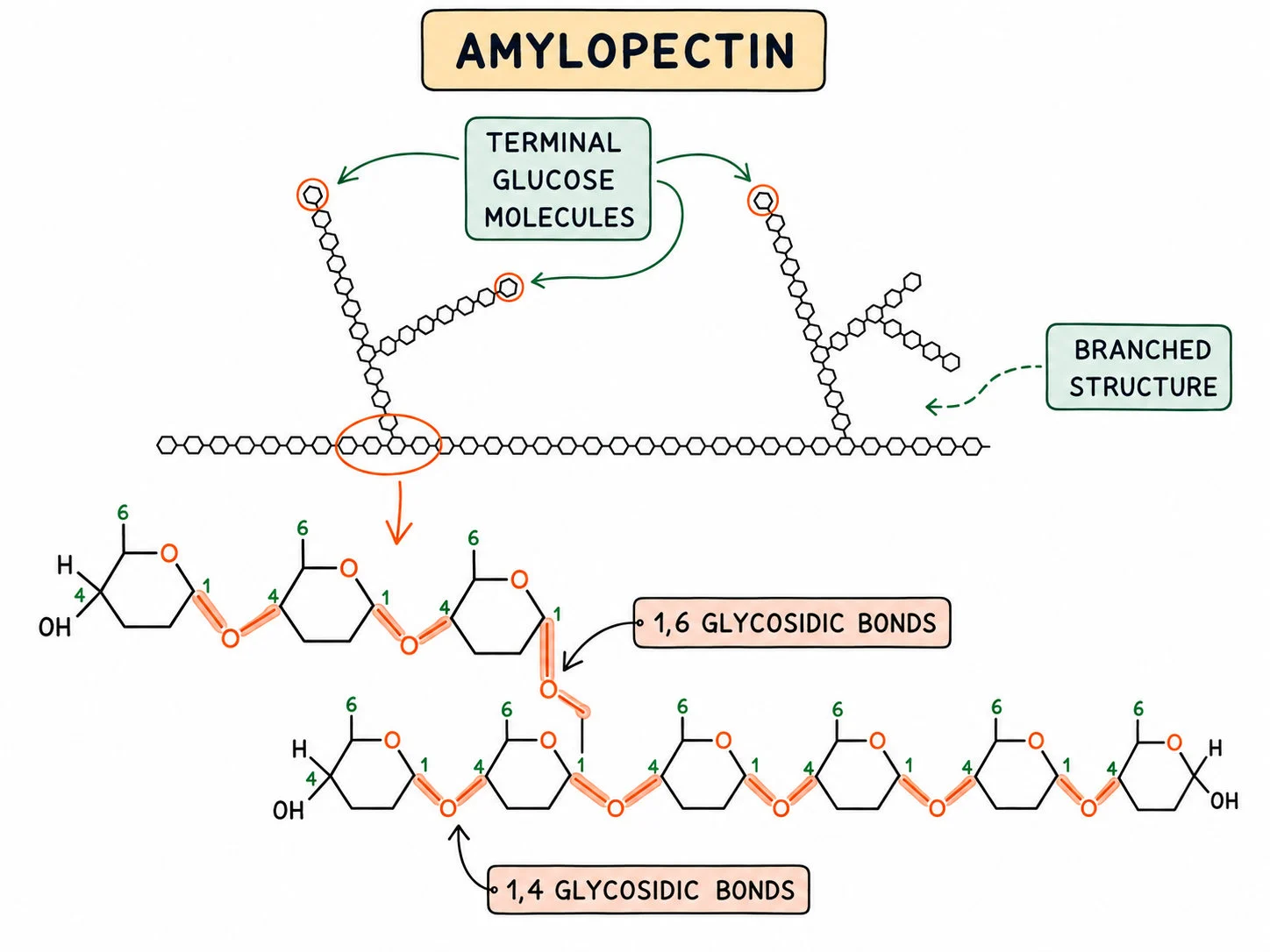 Carbohydrate and lipid molecular structure — section 3