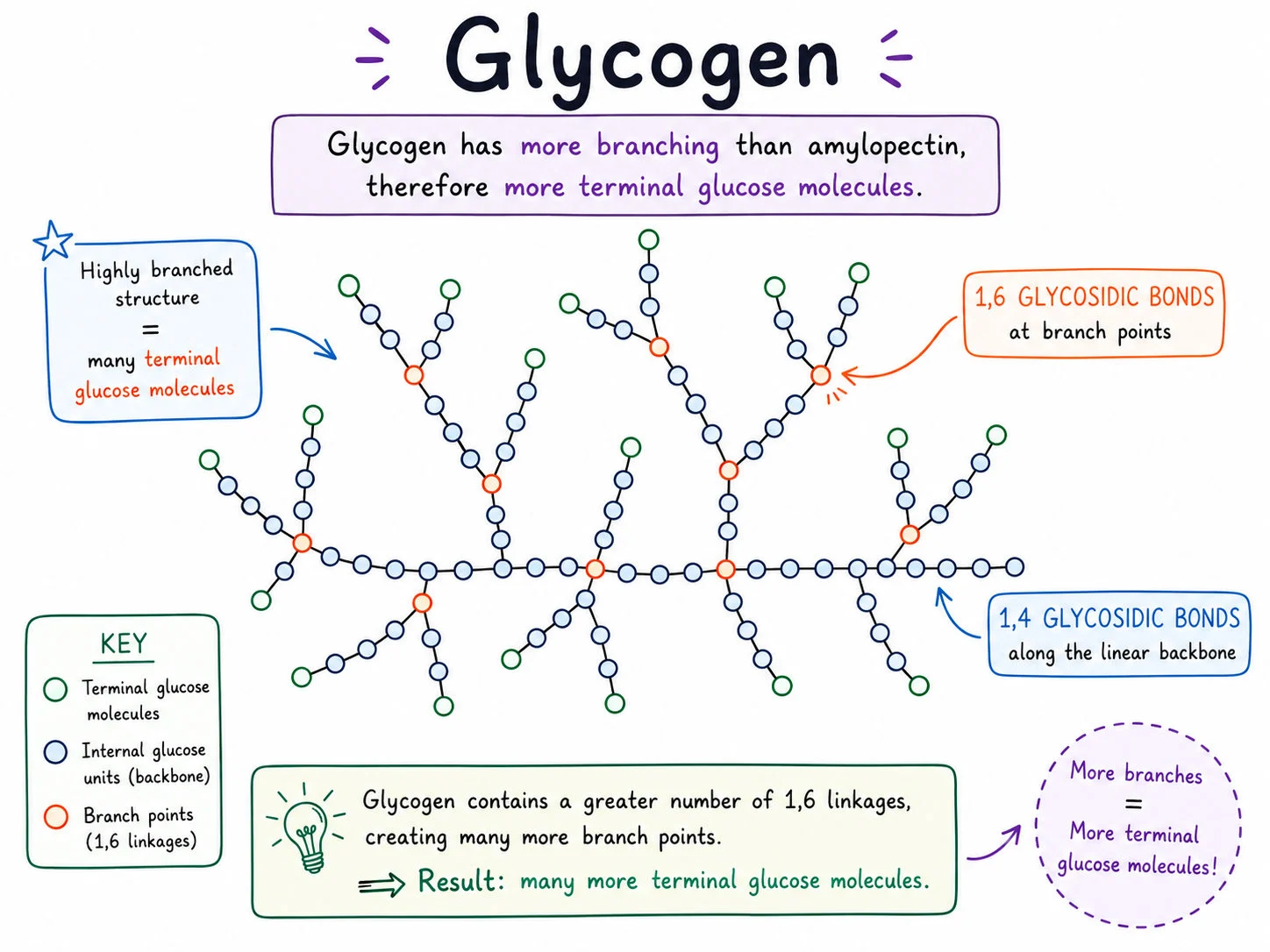 Glycogen structure