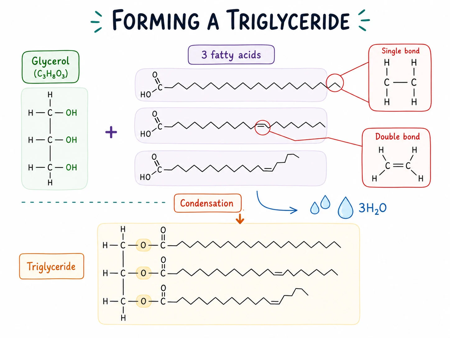 Covalent bonding in biological polymers — section 3