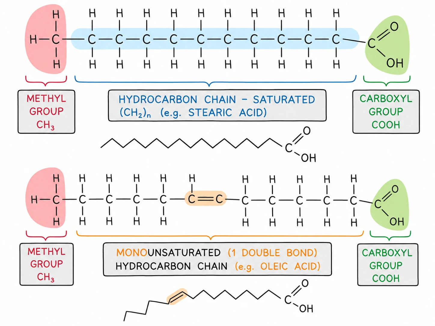 Saturated and unsaturated fatty acids