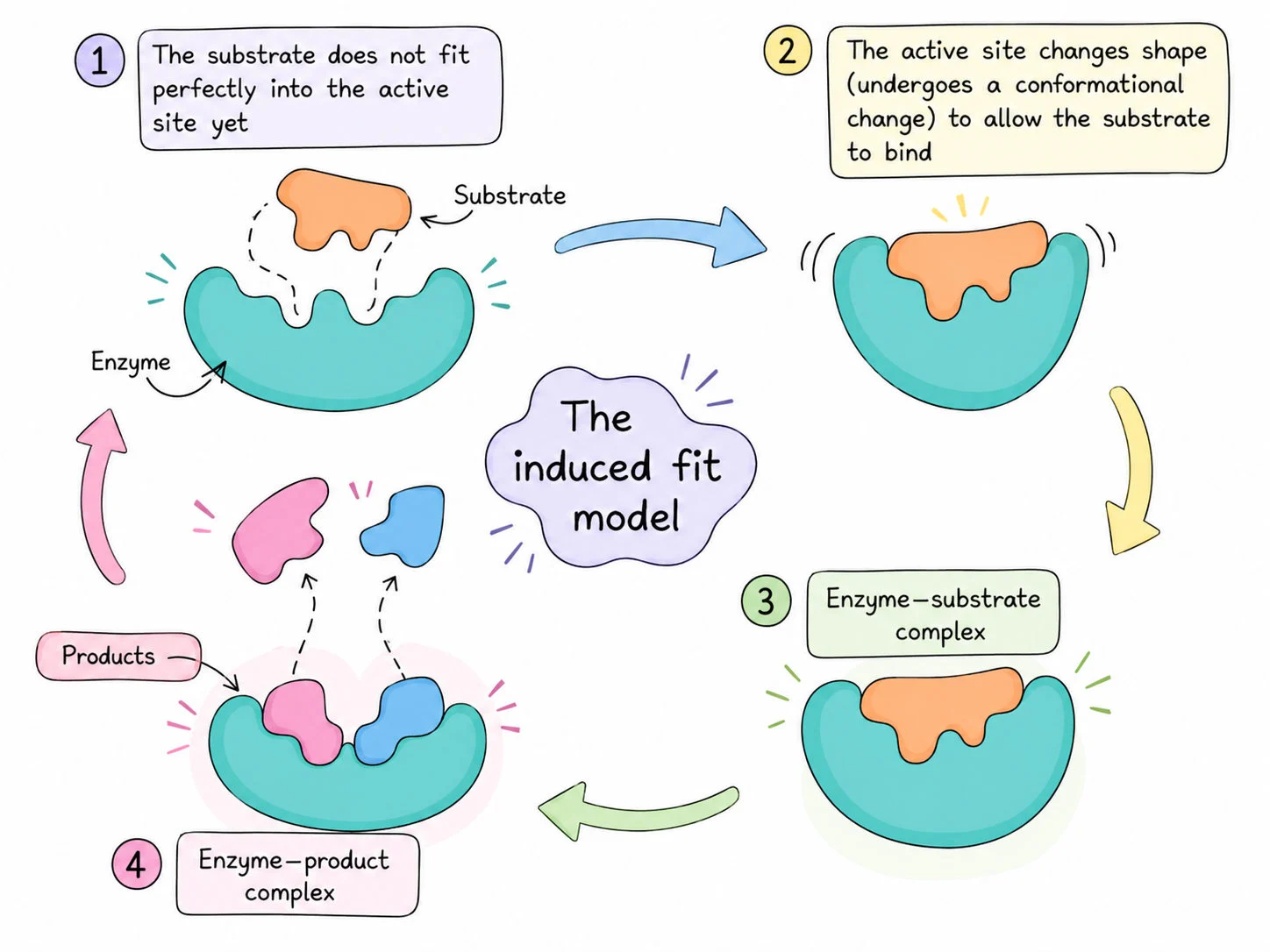 Induced fit model