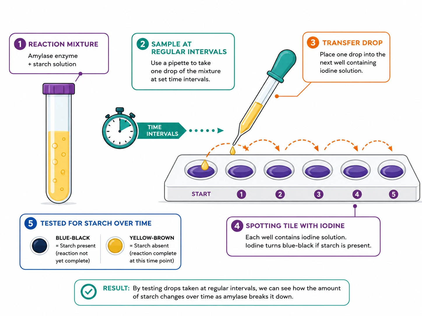 Amylase and starch investigation