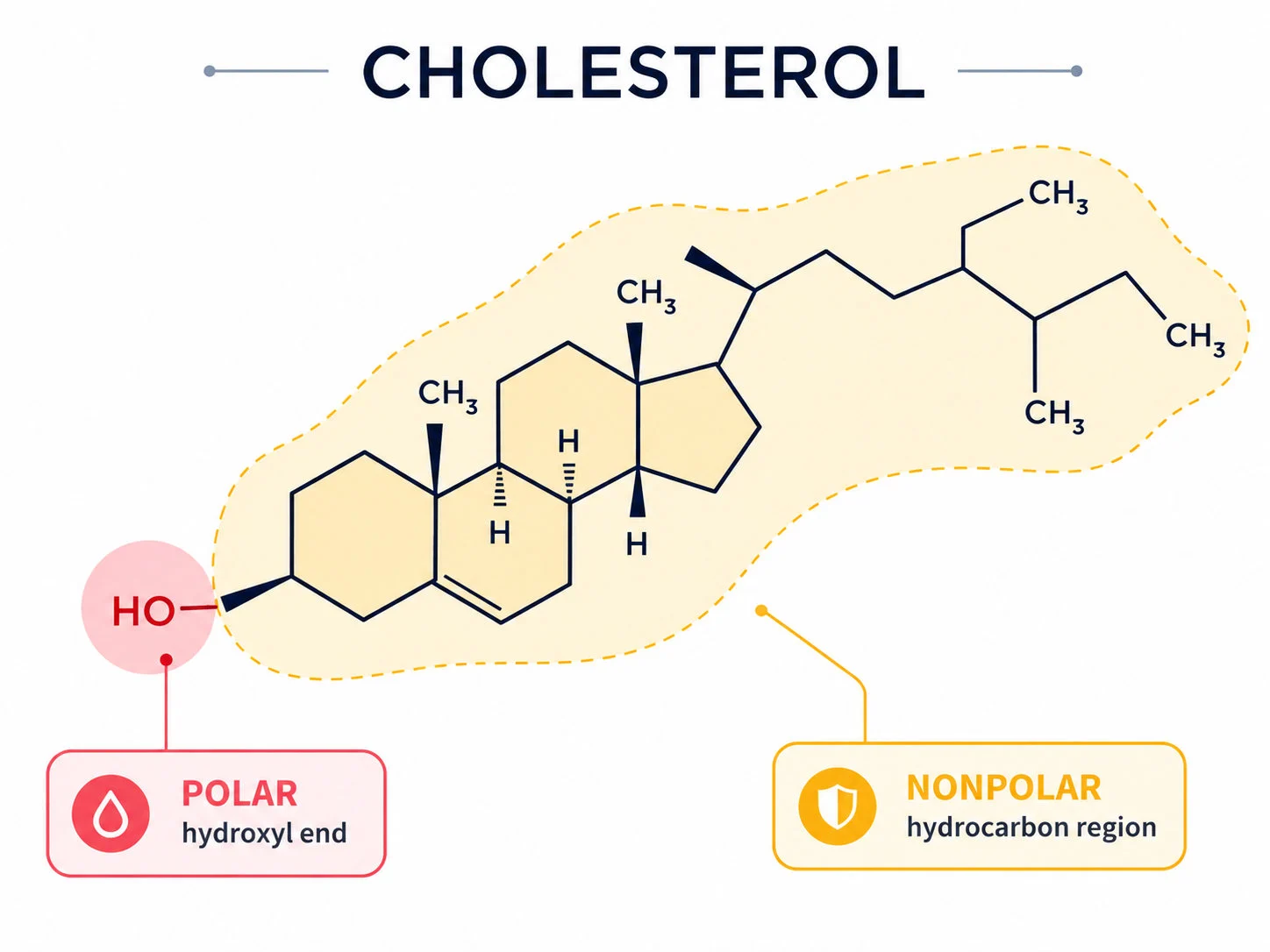 Cholesterol structure and polarity