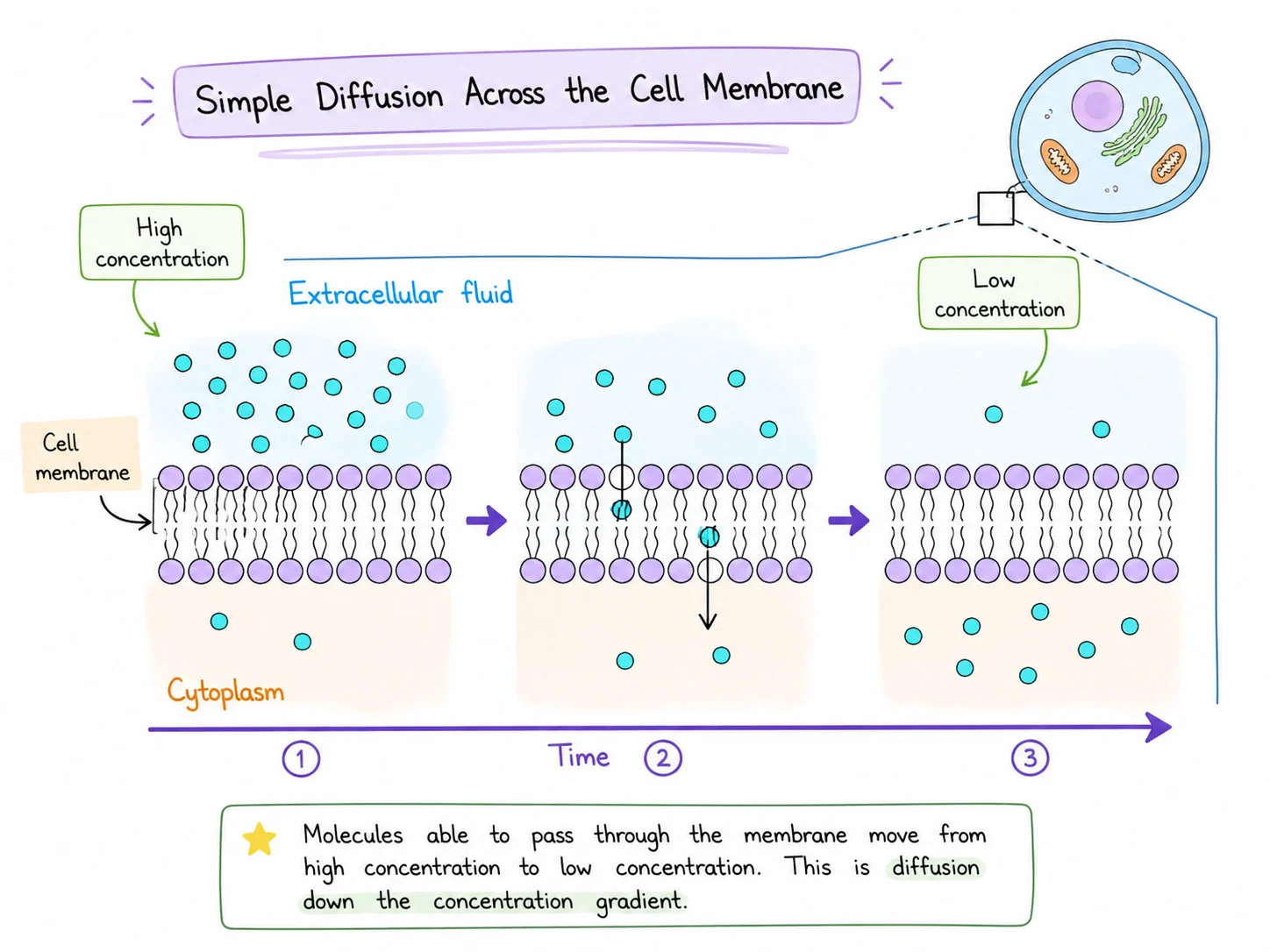 Simple diffusion