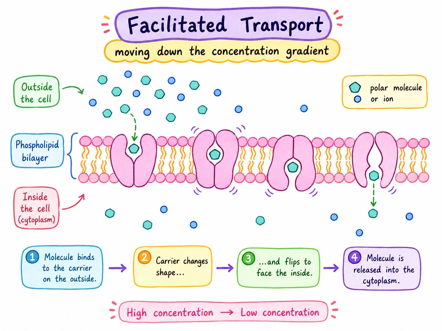 Facilitated diffusion