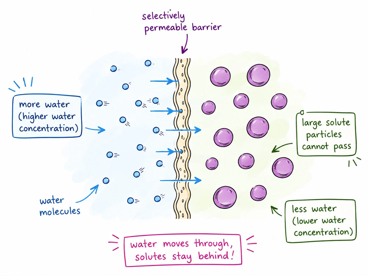 Osmosis across a partially permeable membrane