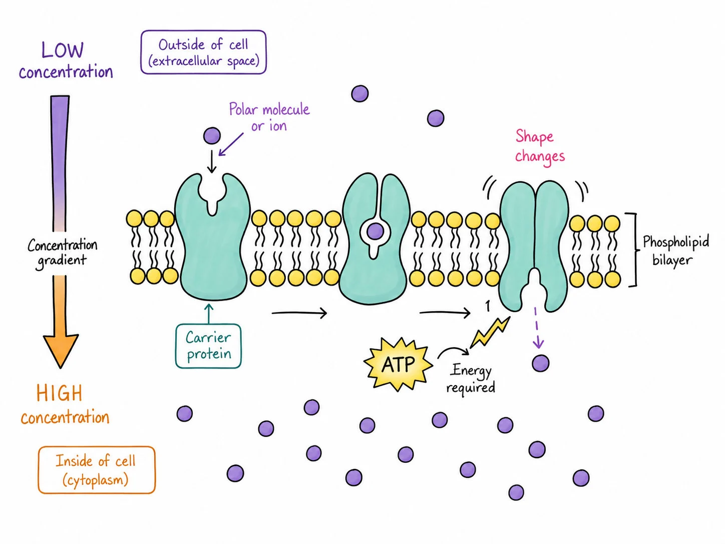 Active transport using ATP