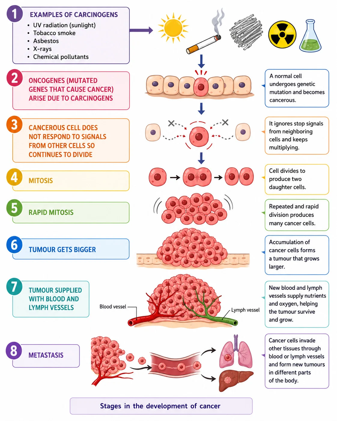 Mutations and development of cancer