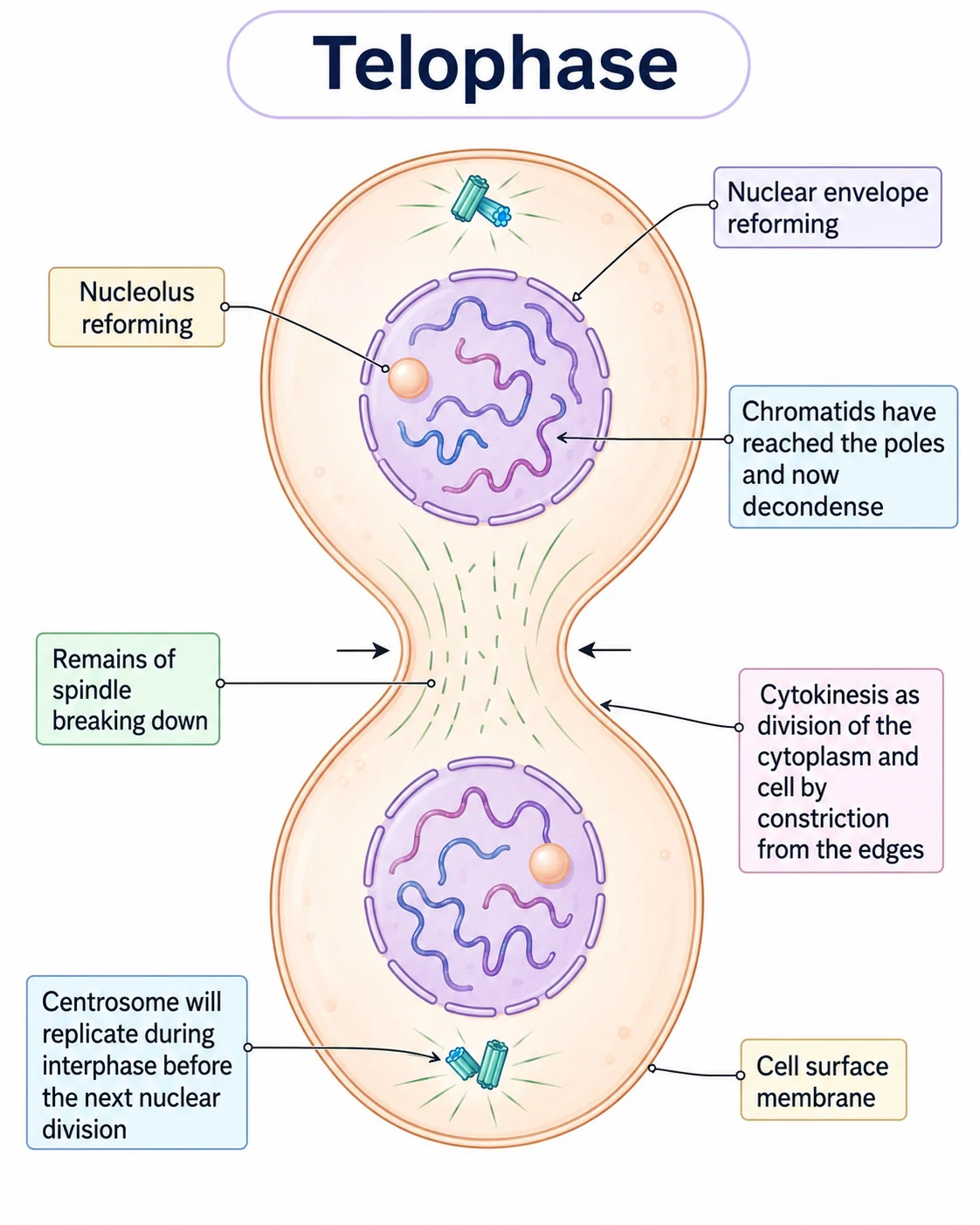 Telophase and cytokinesis