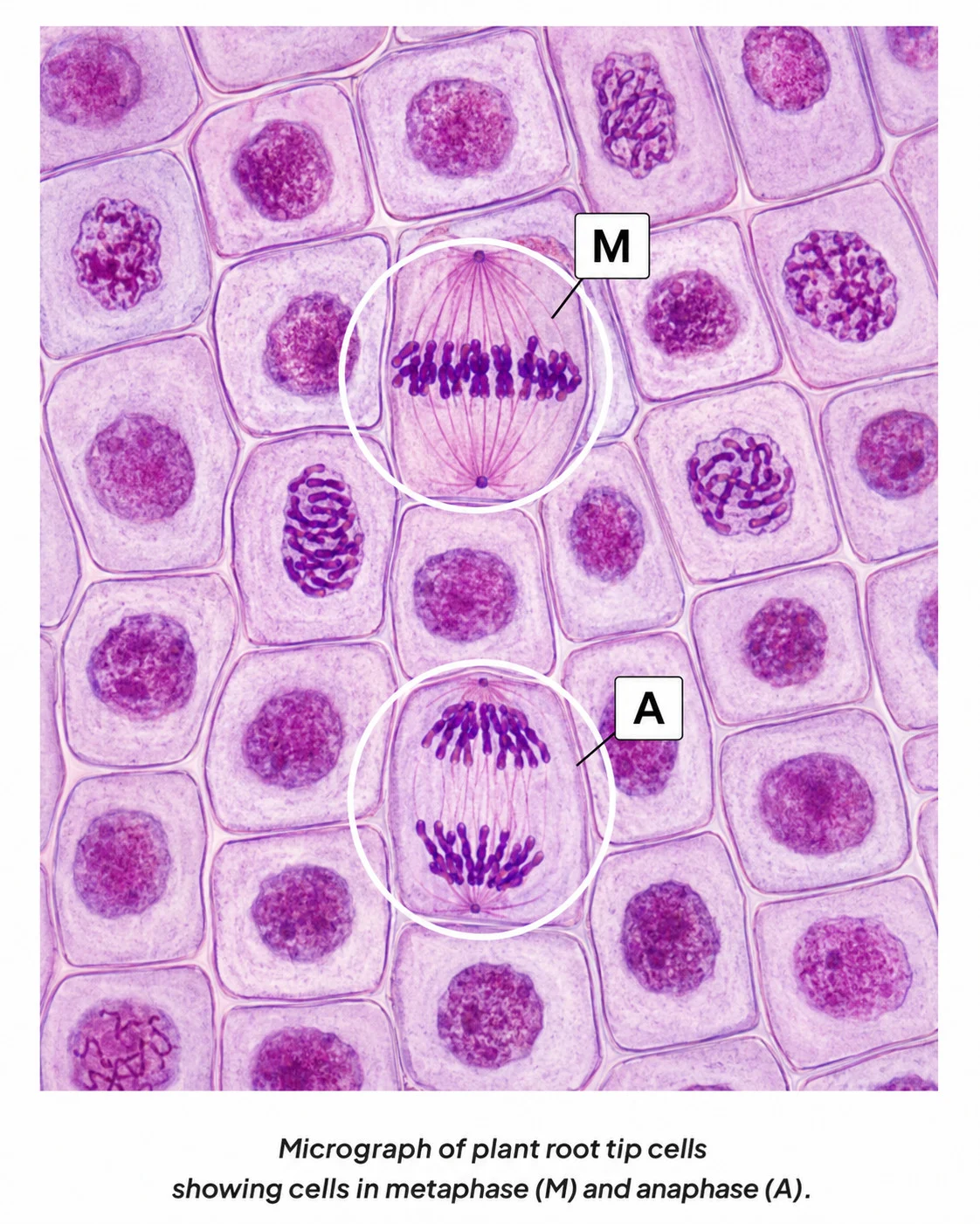 Identifying mitotic stages in a root tip