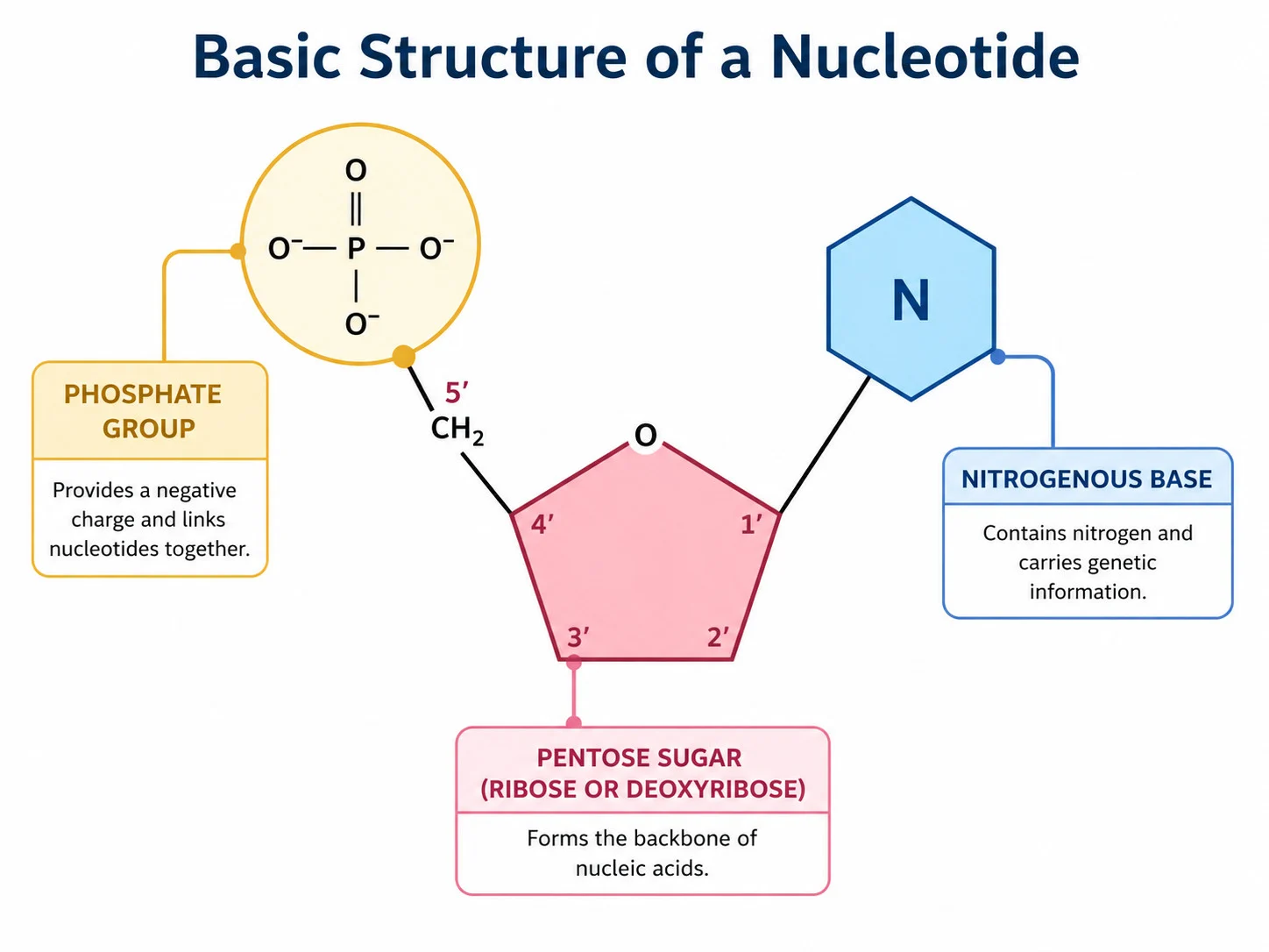 Basic structure of a nucleotide