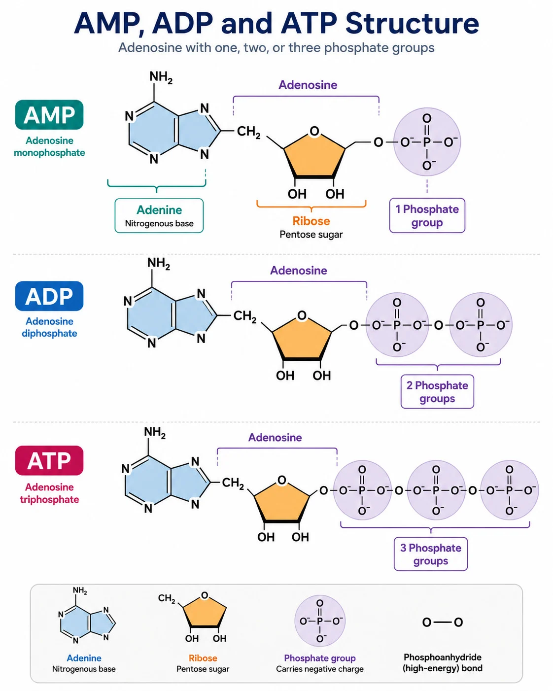 AMP ADP and ATP structure