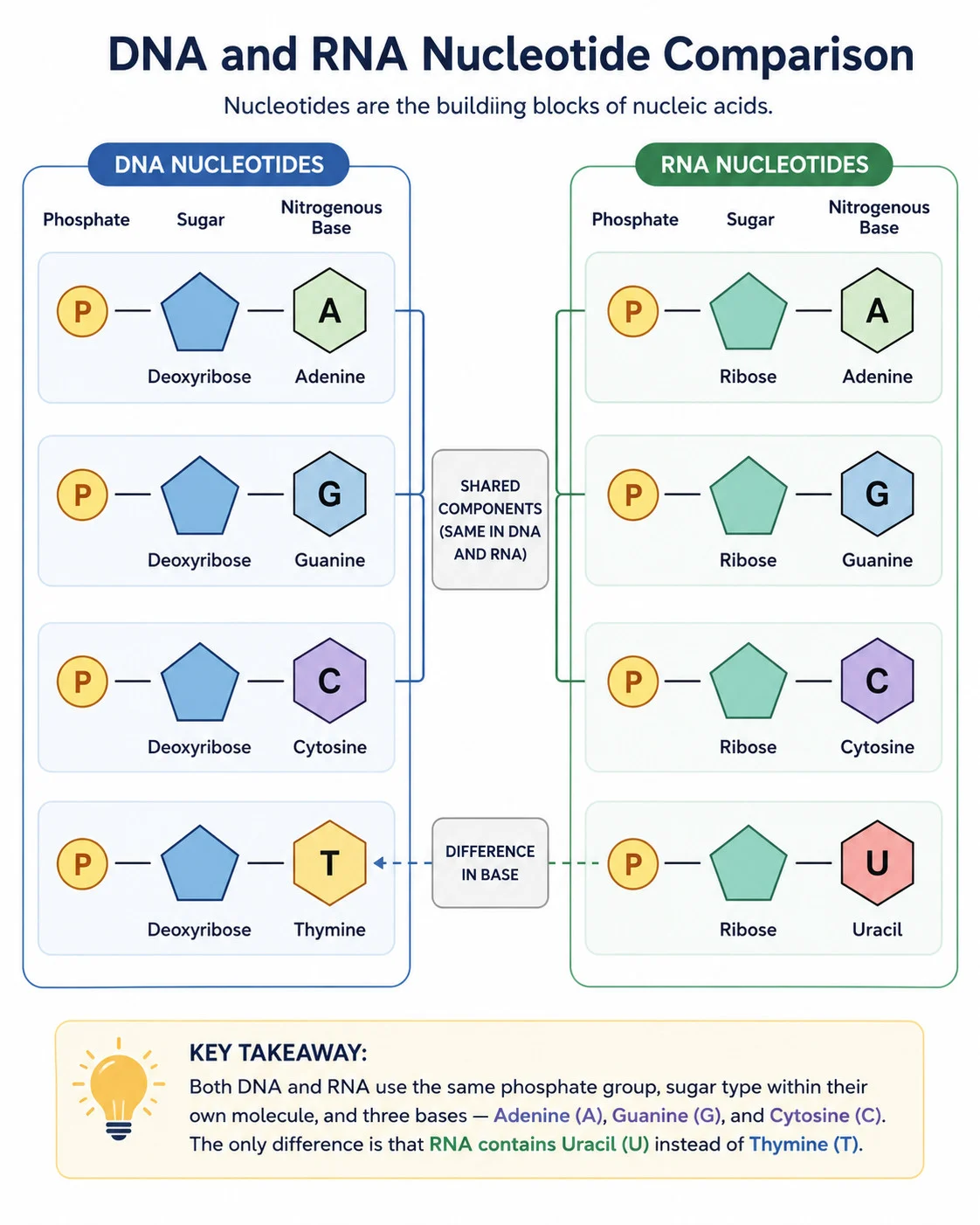 DNA and RNA nucleotide comparison
