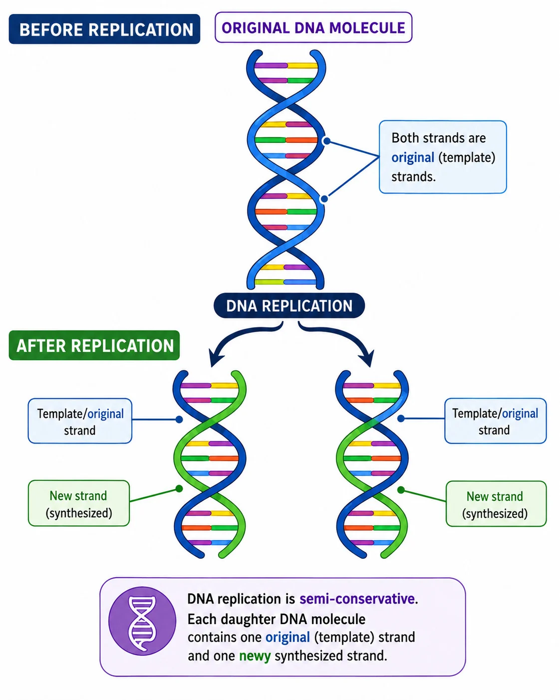 Semi-conservative DNA replication